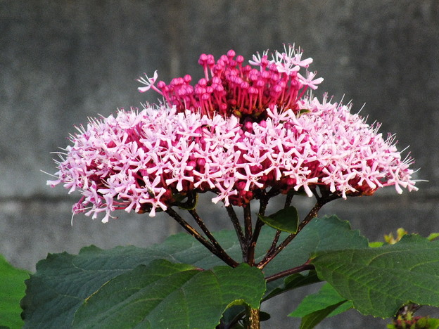 DSCF0176