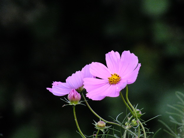 DSCF0673
