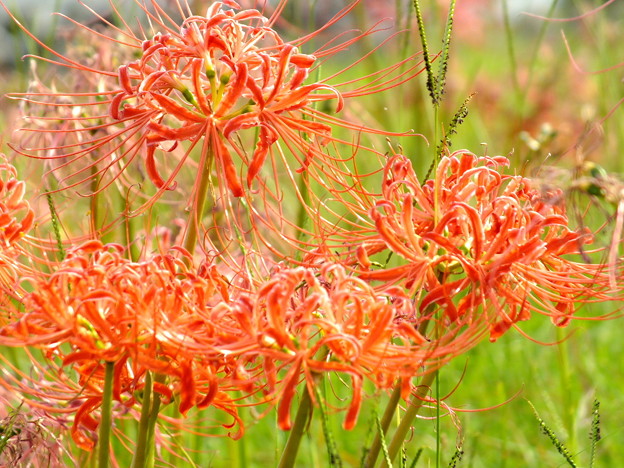 DSCF0444