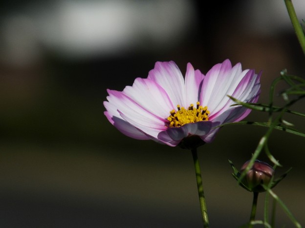 DSCF0713