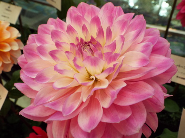 DSCF0666