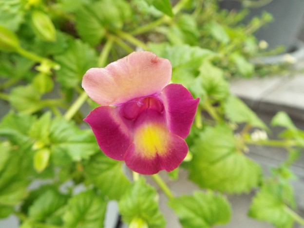 DSCF0110