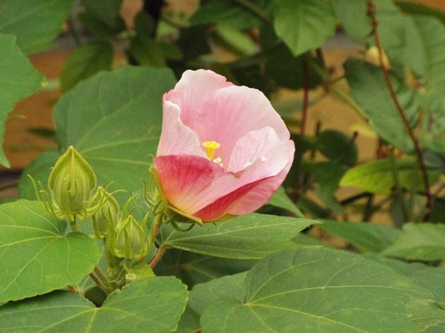DSCF0510