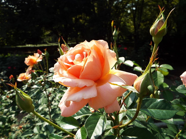 DSCF0276