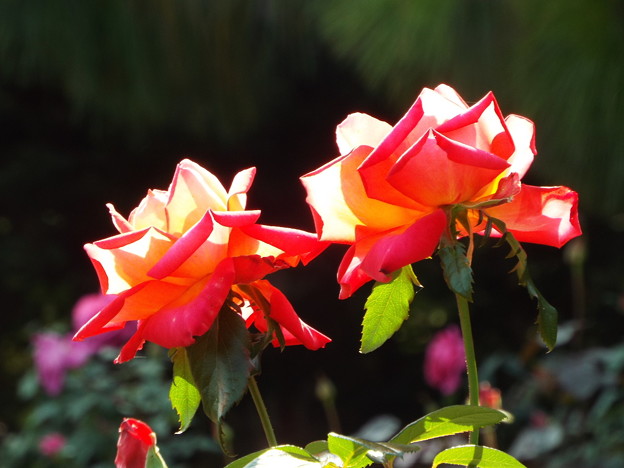 DSCF0354