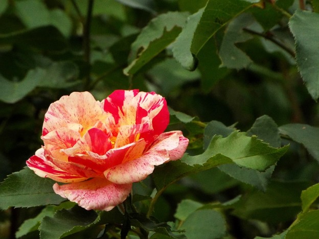 DSCF0626