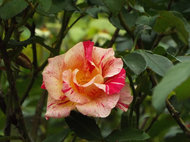 DSCF0631