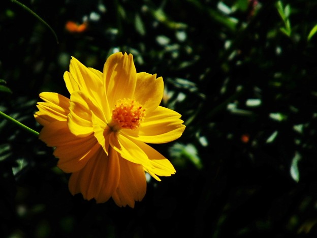 DSCF0024