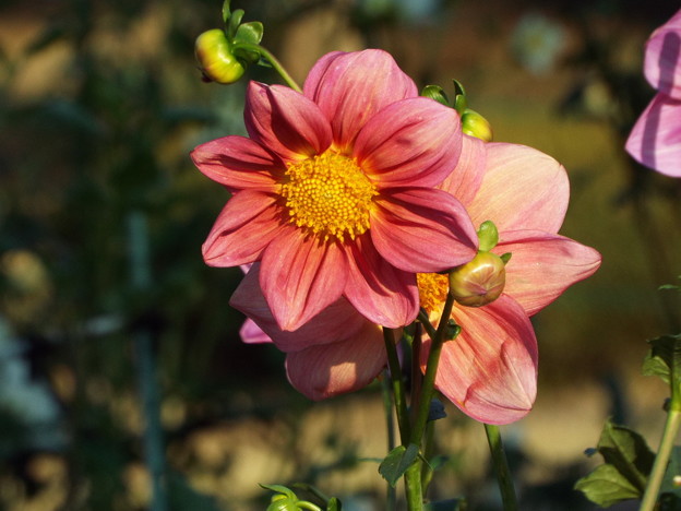 DSCF0657
