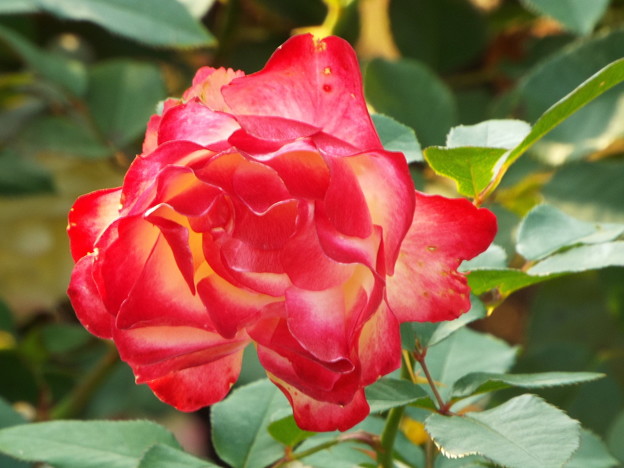 DSCF0503