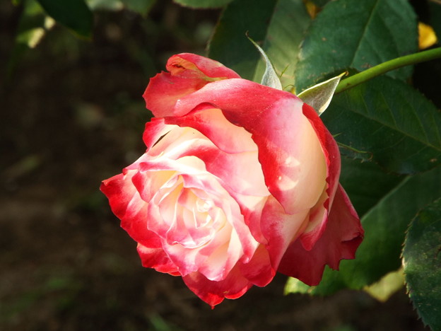 DSCF0507