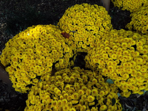 DSCF0042