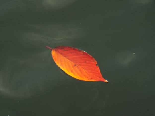 DSCF0340