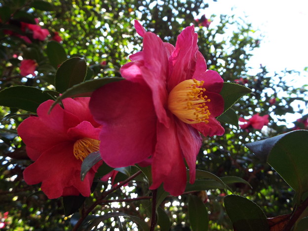 DSCF0460