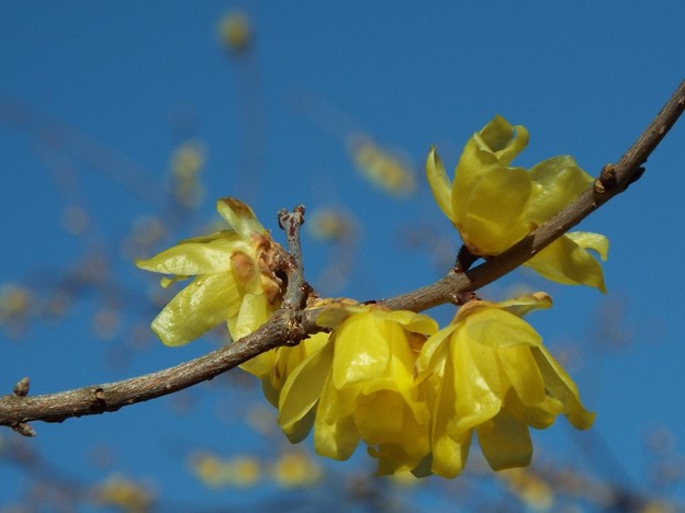 DSCF0257