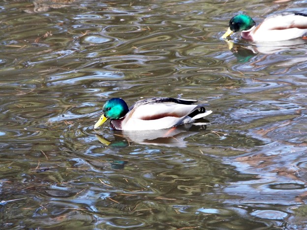 DSCF0306