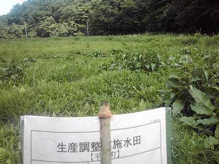 ホタルが増えました。