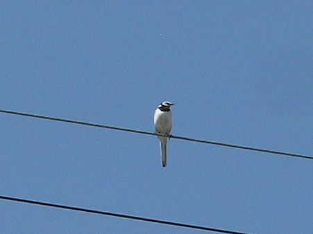 P5122268