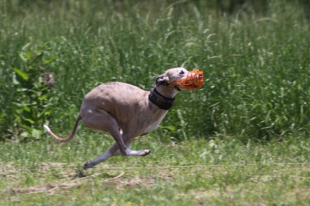 IMG_7395