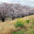 Photos: 今年の桜と菜の花