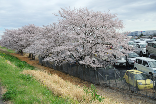 桜並木の向側
