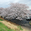 Photos: 桜並木の向側