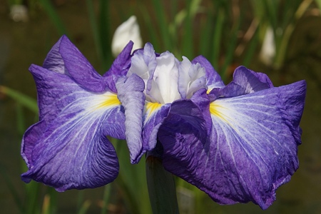 花菖蒲 遊女の姿