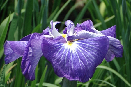 花菖蒲 遊女の姿