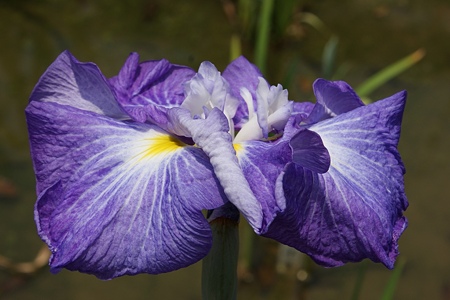 花菖蒲 遊女の姿