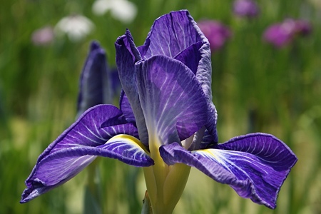 花菖蒲 遊女の姿