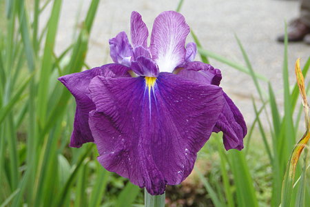 花菖蒲　松坂紅孔雀