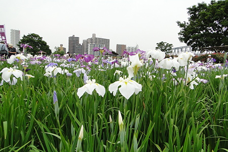 小岩菖蒲園