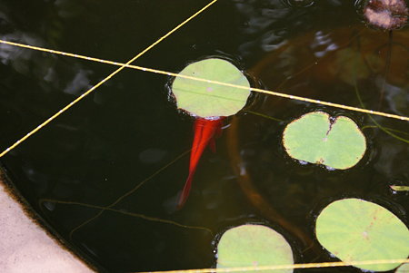金魚
