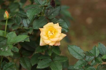 薔薇　リオ・サンバ
