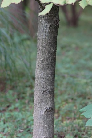 裏白の木（ウラジロノキ）