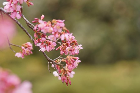 早春桜（ソウシュンザクラ）