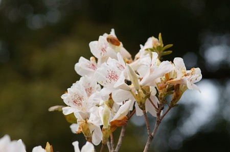 桜躑躅（サクラツツジ）