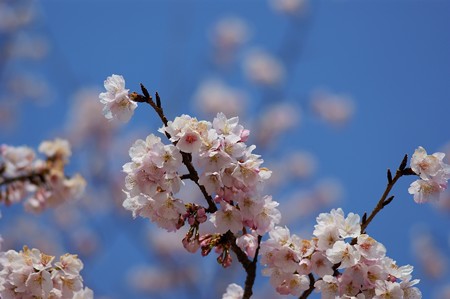 大寒桜（オオカンザクラ）