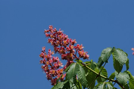 紅花栃の木（ベニバナトチノキ）