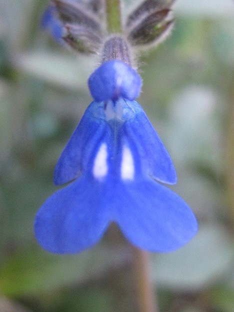 サルビア コスミックブルーの花１ 写真共有サイト フォト蔵