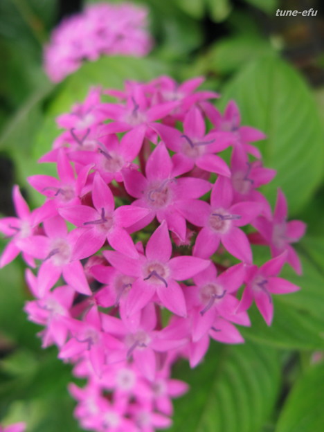 ピンクの小さな花 写真共有サイト フォト蔵