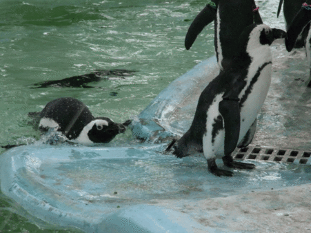 上野西ケープ島 上陸1 gif
