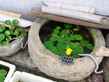 めだかとかめ