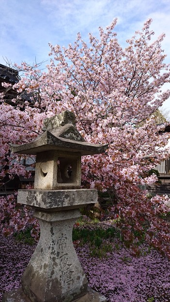 桜(in松前城)