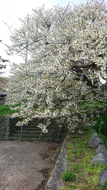 桜(in松前城)