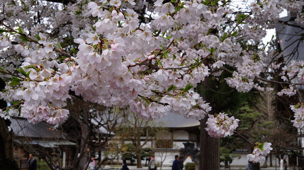 DSC01890