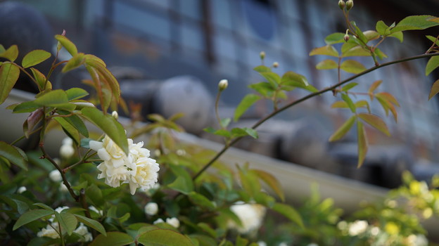 DSC02287 ペリーロード