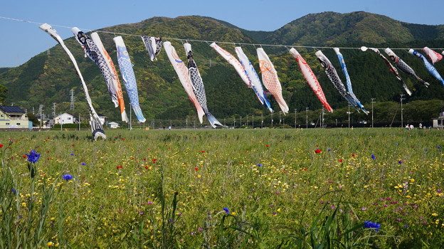 DSC02372 松崎花畑
