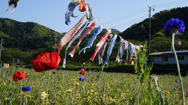 DSC02374 松崎花畑