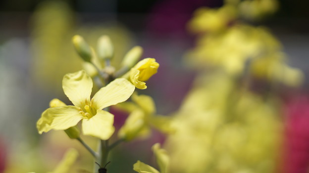 DSC02629新子安公園の花5月